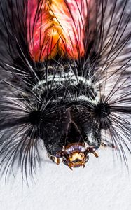 Preview wallpaper caterpillar, hairs, macro, insect