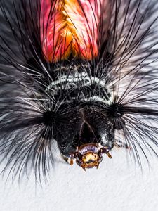 Preview wallpaper caterpillar, hairs, macro, insect