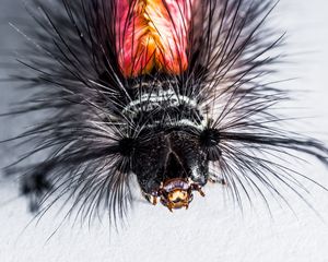 Preview wallpaper caterpillar, hairs, macro, insect