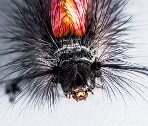 Preview wallpaper caterpillar, hairs, macro, insect