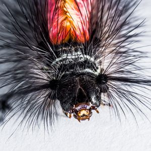 Preview wallpaper caterpillar, hairs, macro, insect