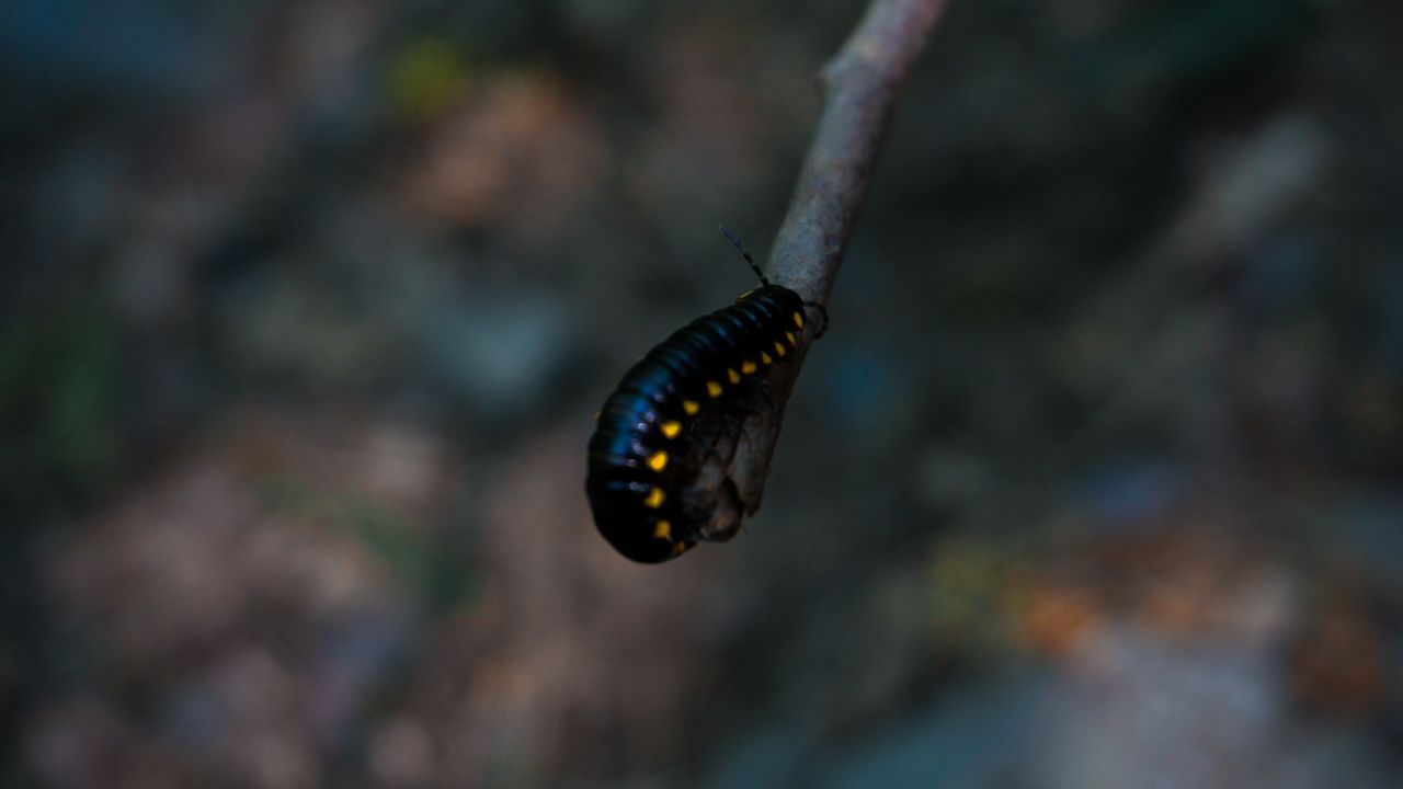 Wallpaper caterpillar, insect, color, blur