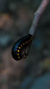 Preview wallpaper caterpillar, insect, color, blur