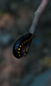 Preview wallpaper caterpillar, insect, color, blur