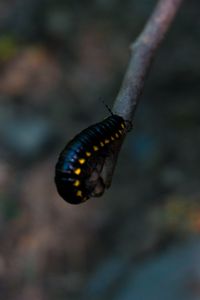 Preview wallpaper caterpillar, insect, color, blur