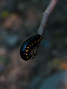 Preview wallpaper caterpillar, insect, color, blur