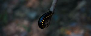 Preview wallpaper caterpillar, insect, color, blur