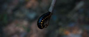 Preview wallpaper caterpillar, insect, color, blur