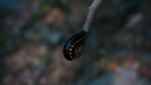 Preview wallpaper caterpillar, insect, color, blur