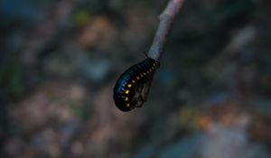 Preview wallpaper caterpillar, insect, color, blur