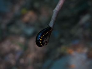 Preview wallpaper caterpillar, insect, color, blur