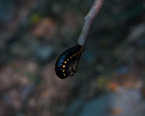 Preview wallpaper caterpillar, insect, color, blur