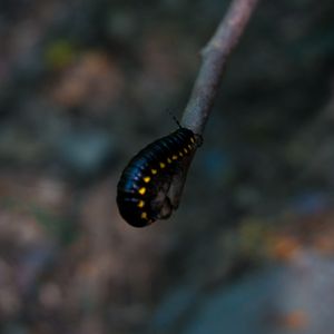 Preview wallpaper caterpillar, insect, color, blur