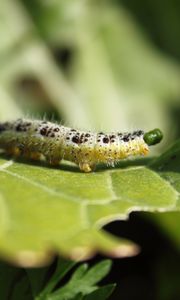 Preview wallpaper caterpillar, insect, leaf