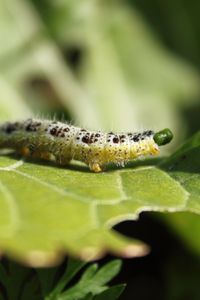 Preview wallpaper caterpillar, insect, leaf