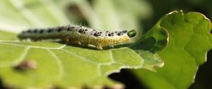 Preview wallpaper caterpillar, insect, leaf