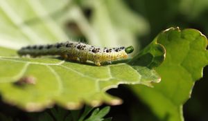 Preview wallpaper caterpillar, insect, leaf