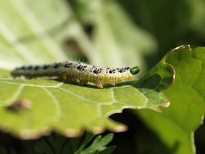 Preview wallpaper caterpillar, insect, leaf