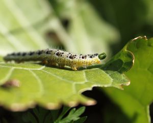 Preview wallpaper caterpillar, insect, leaf