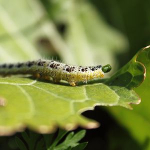 Preview wallpaper caterpillar, insect, leaf