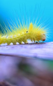 Preview wallpaper caterpillar, larva, insect, close-up