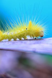 Preview wallpaper caterpillar, larva, insect, close-up