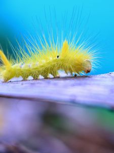 Preview wallpaper caterpillar, larva, insect, close-up