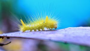 Preview wallpaper caterpillar, larva, insect, close-up