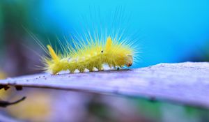 Preview wallpaper caterpillar, larva, insect, close-up