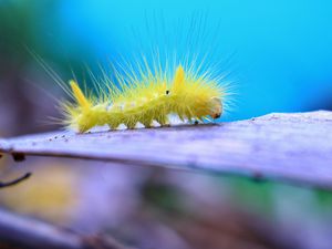 Preview wallpaper caterpillar, larva, insect, close-up