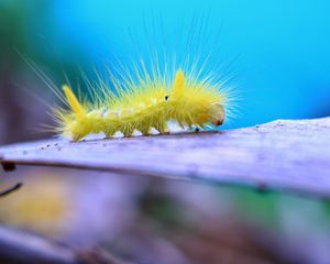 Preview wallpaper caterpillar, larva, insect, close-up