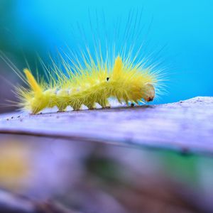 Preview wallpaper caterpillar, larva, insect, close-up