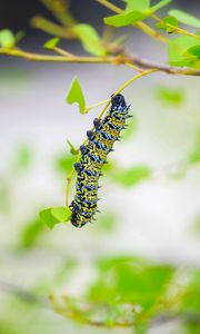 Preview wallpaper caterpillar, larva, insect, leaves