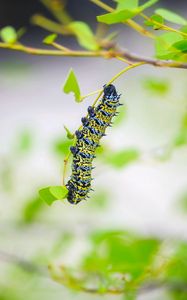 Preview wallpaper caterpillar, larva, insect, leaves