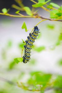 Preview wallpaper caterpillar, larva, insect, leaves