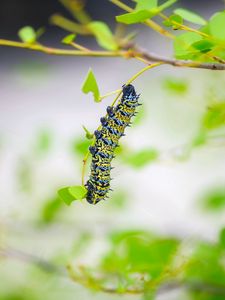 Preview wallpaper caterpillar, larva, insect, leaves