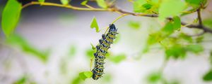 Preview wallpaper caterpillar, larva, insect, leaves