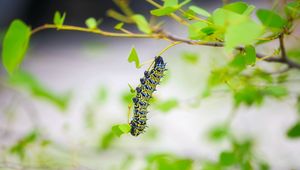 Preview wallpaper caterpillar, larva, insect, leaves