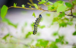 Preview wallpaper caterpillar, larva, insect, leaves