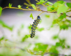 Preview wallpaper caterpillar, larva, insect, leaves