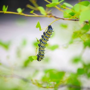 Preview wallpaper caterpillar, larva, insect, leaves