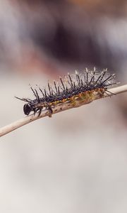 Preview wallpaper caterpillar, macro, insect, branch