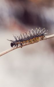 Preview wallpaper caterpillar, macro, insect, branch