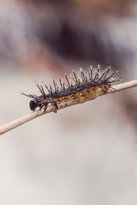 Preview wallpaper caterpillar, macro, insect, branch