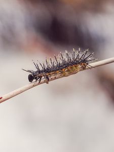 Preview wallpaper caterpillar, macro, insect, branch