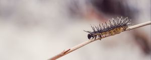 Preview wallpaper caterpillar, macro, insect, branch