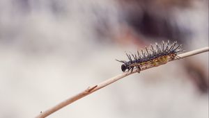 Preview wallpaper caterpillar, macro, insect, branch