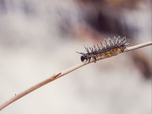 Preview wallpaper caterpillar, macro, insect, branch