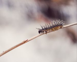 Preview wallpaper caterpillar, macro, insect, branch