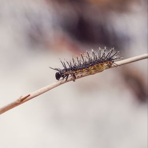 Preview wallpaper caterpillar, macro, insect, branch